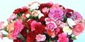 Absolutely Fresh Flowers Absolutely Fresh Flowers